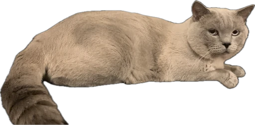 Thomas the Cat